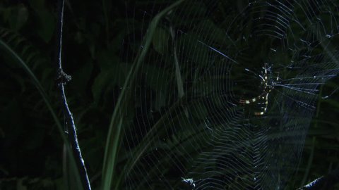 St Andrew's Cross Spider on a web and a Portia Spider on a branch
