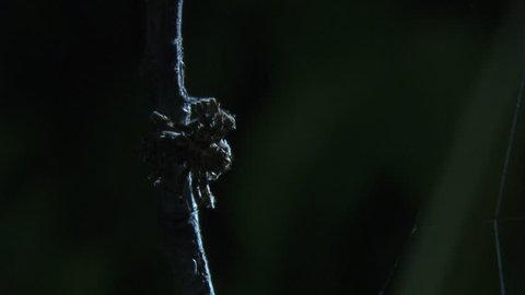Close up of a Portia Spider on a branch in the dark