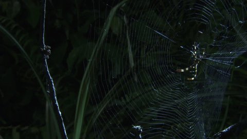St Andrew's Cross Spider on a web and a Portia Spider on a branch