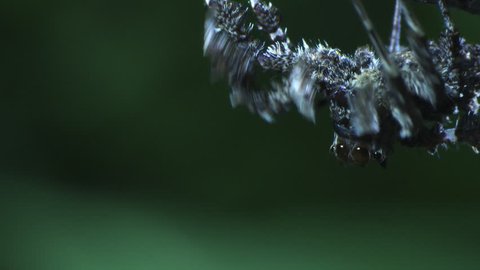 Close up of a Portia Spider crawling on a branch