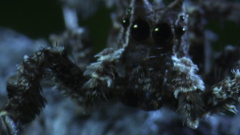Extreme close up of a Portia Spider in the dark