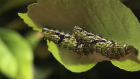 Two Caterpillars on the underside of a leaf