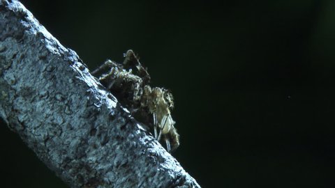 Close up of a Portia Spider crawling on a branch in the dark