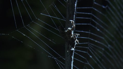 Close up of a Portia Spider slowly climbing a branch in front of a web