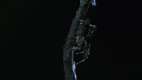 Close up of a Portia Spider crawling down a branch in the dark