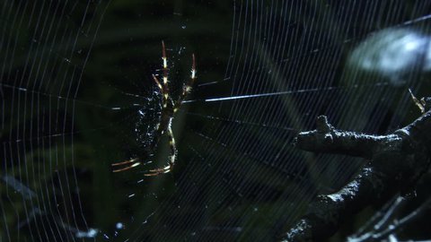 Close up of a Portia Spider and a St Andrew's Cross Spider on a web
