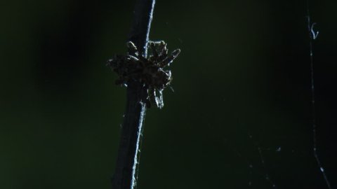 St Andrew's Cross Spider on a web with a Portia Spider on a branch above in the dark