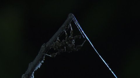 Portia Spider crawling from a branch to its web in the dark