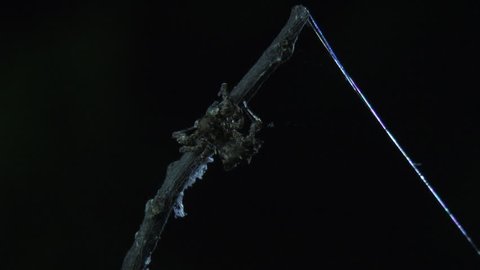 Portia Spider on a branch in the dark