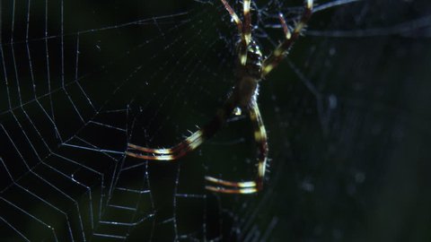 Portia Spider and St Andrew's Cross Spider on a web