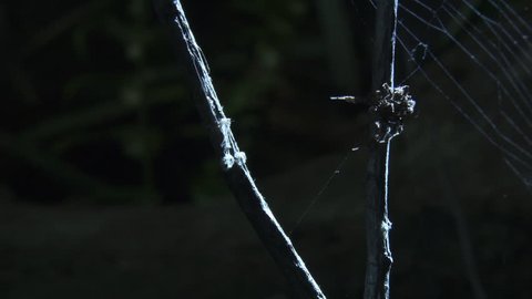 Portia Spider on a branch