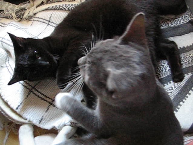 cats playing