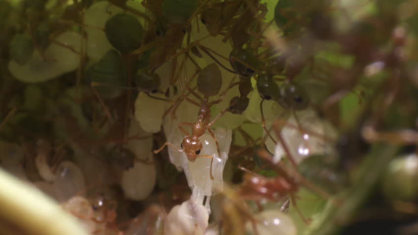 Weaver Ants and larvae in a nest