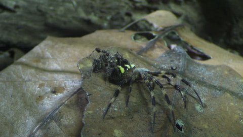 Portia Spider eating a St Andrew's Cross Spider on a rock