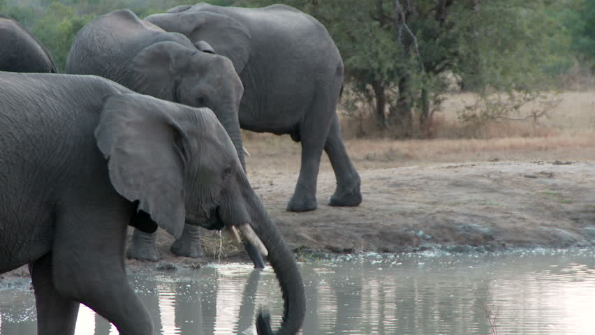 As elephants drink at a waterhole as a female elephant protects the herd with a