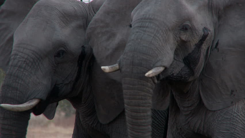 A group of elephants gather at a waterhole.  Tactile communications occur