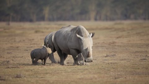 White rhinoceros, LAKE NAKURU NATIONAL PARK , Kenya