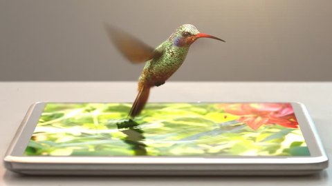tablet pc and humming-bird, 3d animation, 4K