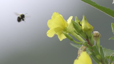 Bumble bee on yellow wildflower in slow motion
