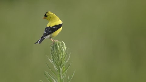 American Goldfinch yellow bird on wildflowers