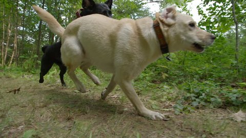 Two dogs running and playing together in slow motion