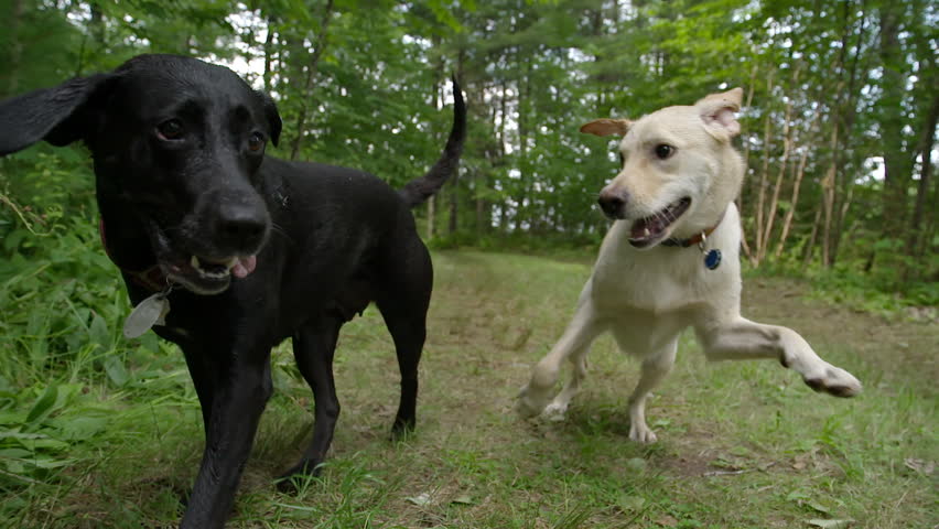 Two Labrador Dogs Running and Stock Footage Video (100% Royalty-free ...