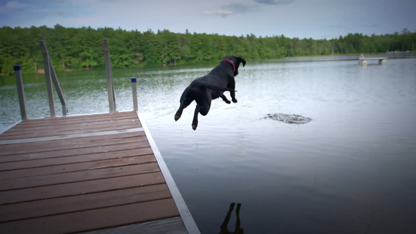 Black lab running down dock and jumping off into pond in slow motion with a big splash