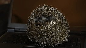 Hedgehog explores laptop
Tireless hedgehog sitting on a laptop, and then bravely turns and looking around.
