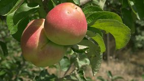 Organic apples FullHD 1080p slow motion footage - Healthy apples slow motion 1920X1080 high definition video