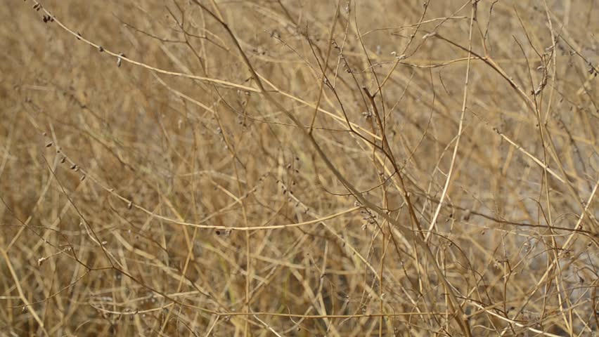 Wind on a dry branch