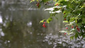 viburnum berries wind over water