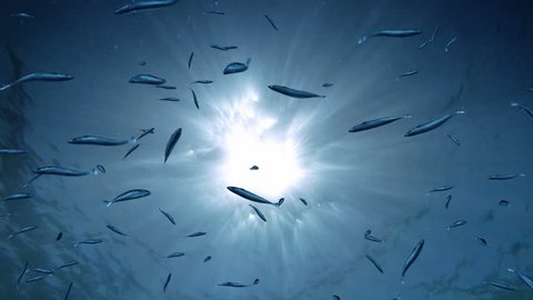 School of fish, blue surface, ray of light, waves from underwater