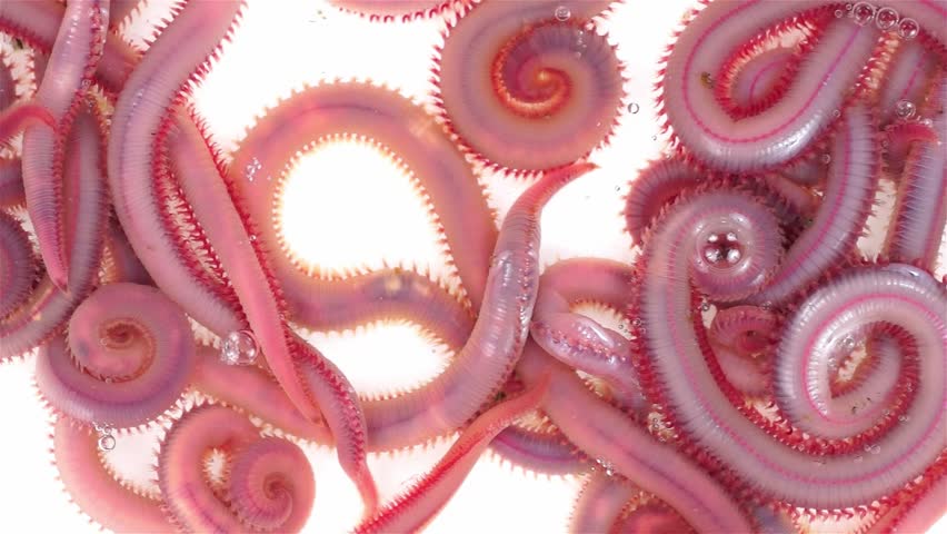 download live bloodworms for sale