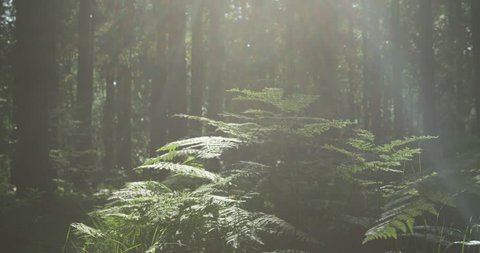 SLOW MOTION: Trees, roots and moss in the sunny woods