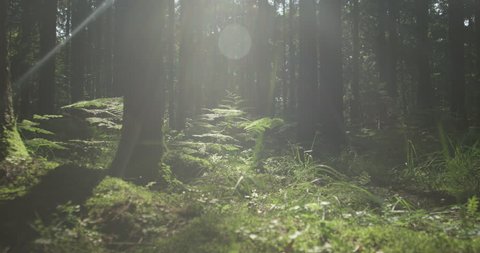 SLOW MOTION: Sunny forest ground in early spring