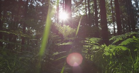SLOW MOTION: Sun shining through tree trunks in the forest