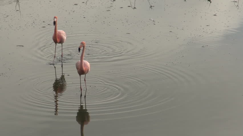 Flamingos in the Morning Chasing Stock Footage Video (100% Royalty-free