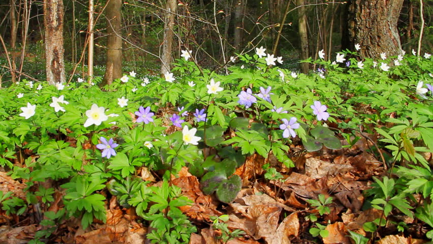 first spring flowers moving in the wind