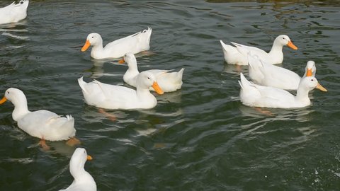 White ducks swimming in pond