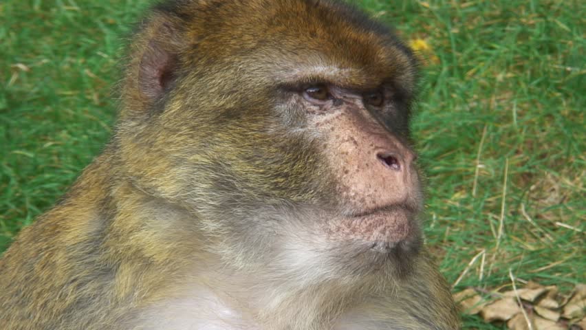 1080i: Portrait of a barbary ape. Tripod.
