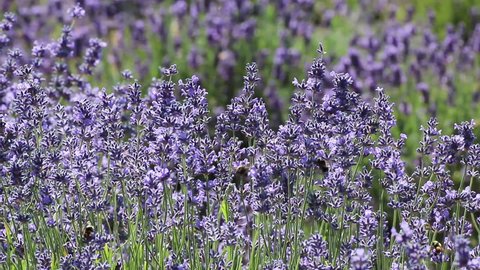 Bees playing in deep purple lavender in sunshine. No audio