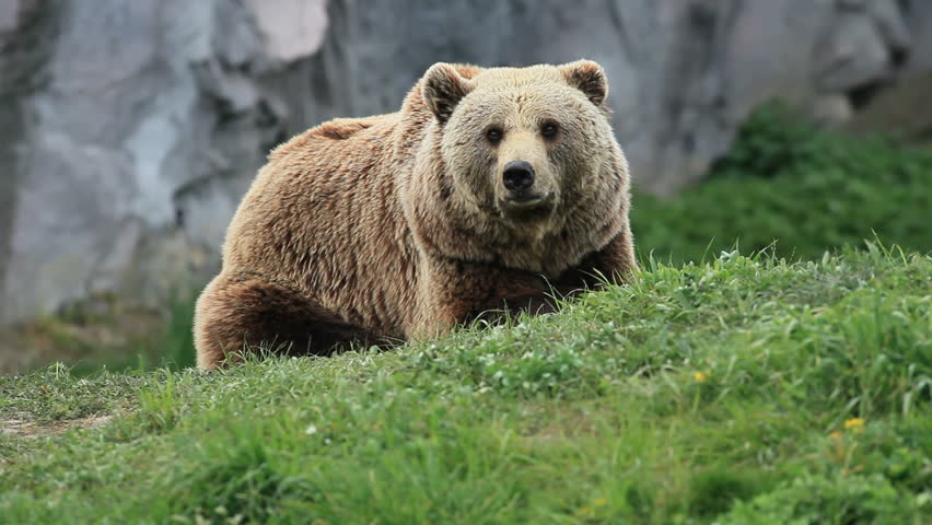kodiak brown bear