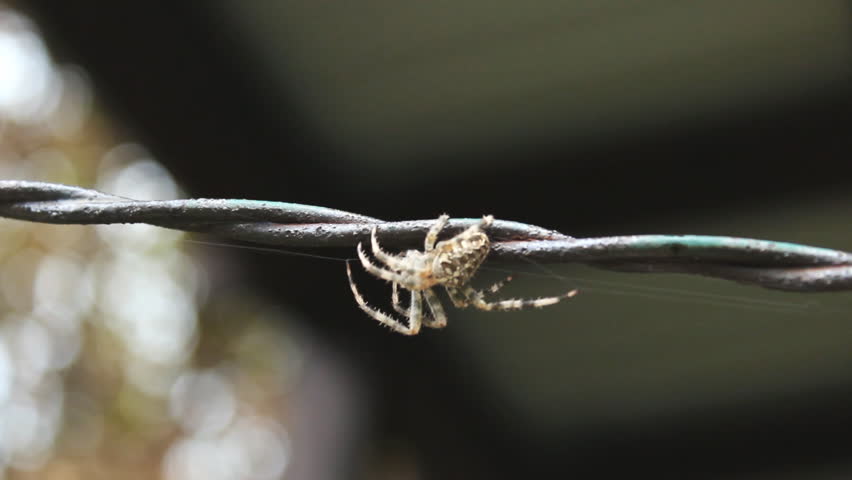 spider on the wire making web green background