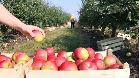 Apples in crates after harvest, farmers picking apples in a orchard