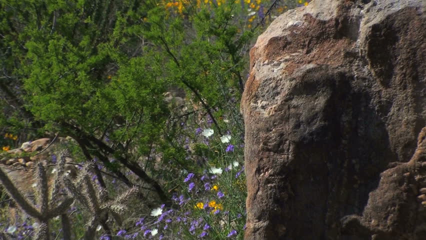 Spring has sprung at Catalina State Park where colorful wildflowers bloom, and lush green grass grows between weathered boulders, saguaro, cholla and ocotillo cactus.  1920x1080