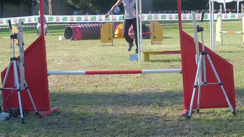 dog agility competition, masino, italy, september 2014