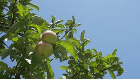 Organic apples and blue sky FullHD 1080p slow motion footage - Juicy apples slow motion 1920X1080 high definition video