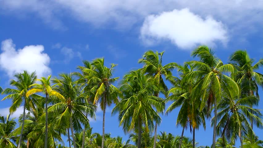 Tropical Paradise at Maldives with palms and blue sky 