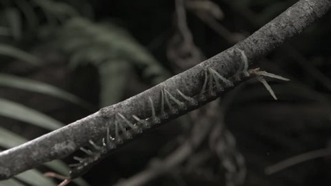 Centipede crawling on a branch in slow motion