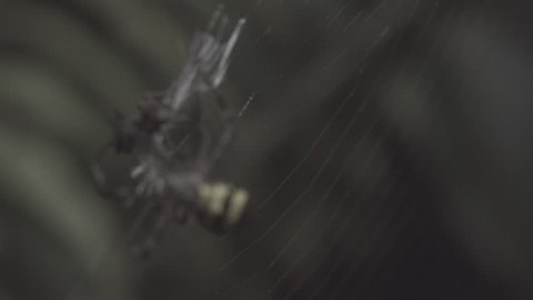 St Andrew's Cross Spider and Portia Spider fighting on a web in slow motion